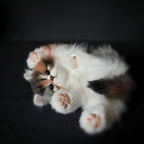 COMPANION PET CAT