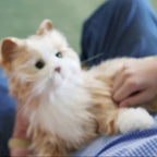 COMPANION PET CAT